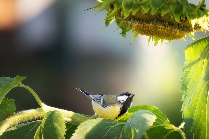 Озорствоphoto preview