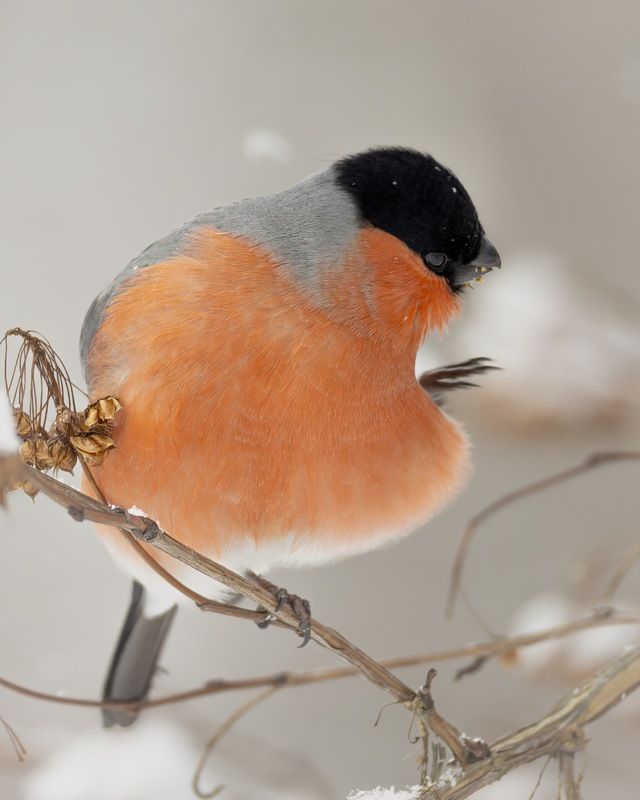 снегирь, птицы, зима, пузыреплодник photo preview