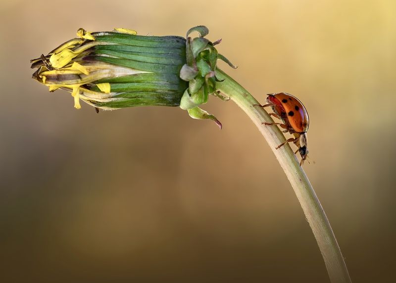 ladybug, beetle, insect, flower, macro, bugs, ladybird, Towards oblivionphoto preview