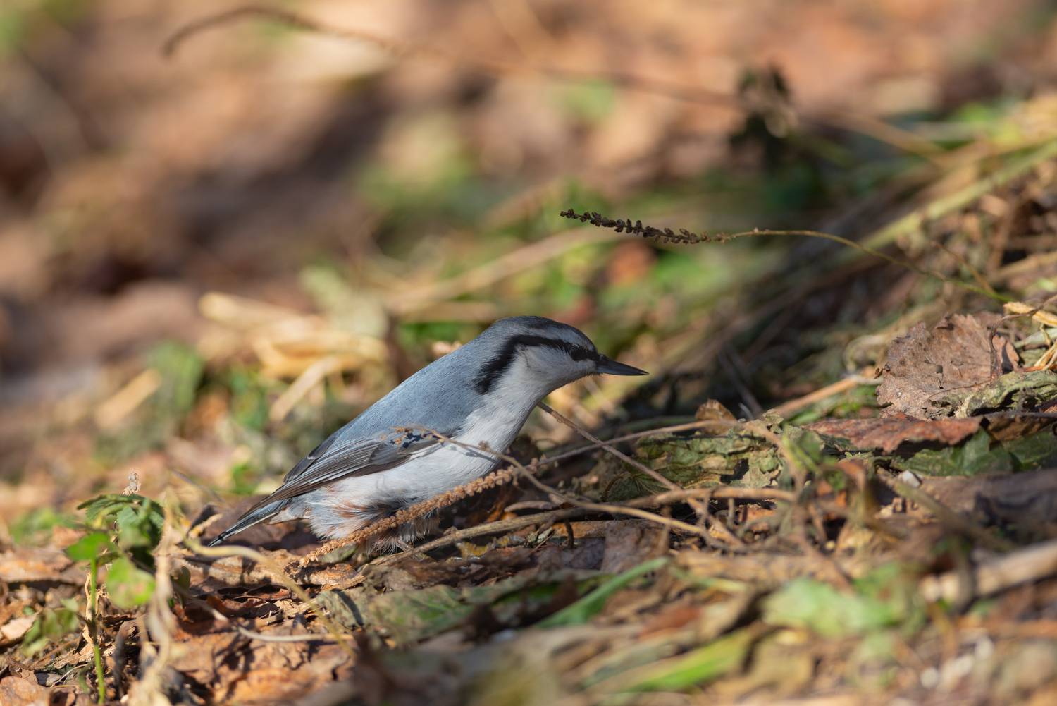 поползень, птицы, птицы, новосибирск, академгородок, лес, природа, фотоохота, осень, октябрь, Воронов Денис