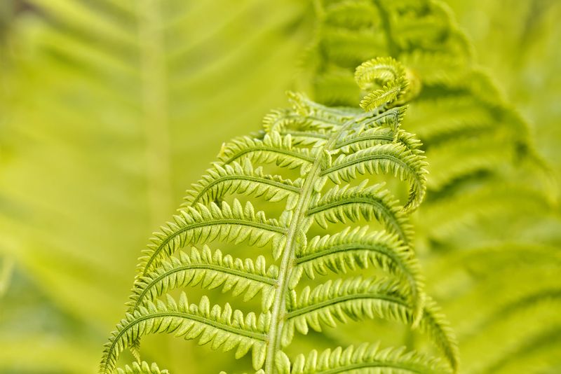 Листья молодого папоротникаphoto preview