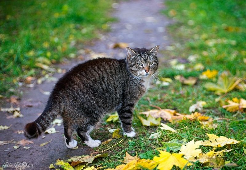 Ну я пошёл...photo preview