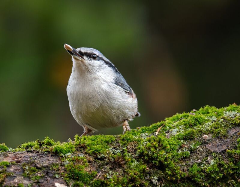 Этюды с поползнемphoto preview
