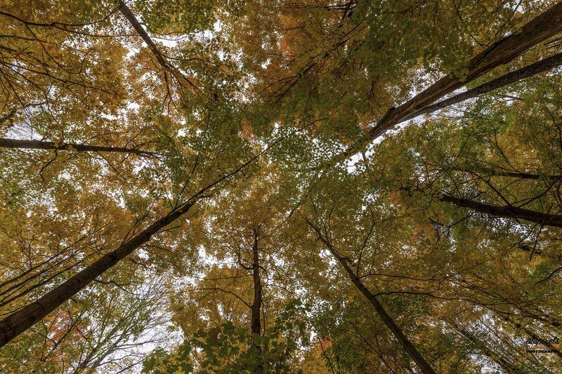 Autumn treephoto preview