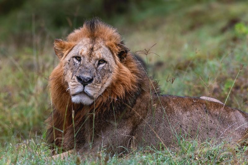 Лев, Африка, Озеро Накуру, Накуру, Кения, Сафари, Животные, Дикий животный мир, Wildlife, Africa, Lion Лёва. фото превью