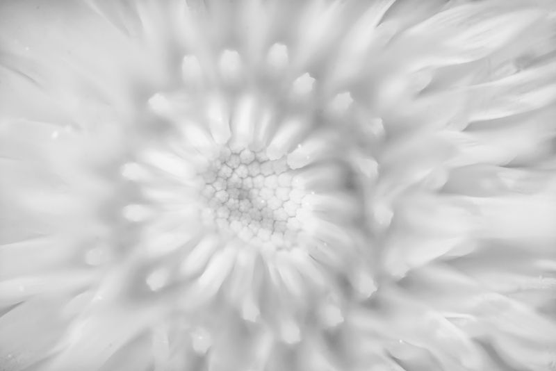 одуванчик, белый ***photo preview