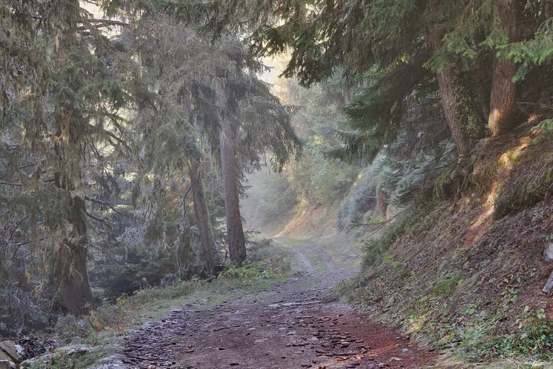 swiss Шишкин лес..photo preview