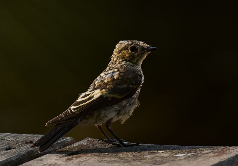 bухоловка‑пеструшка, European Pied Flycatcher, Ficedula hypoleuca, птица, дикая природа, лесная птица, bird, wild bird, flycatcher, певчая птица, пернатые, birdwatching, nature, wildlife photography, close‑up bird Мухоловка-пеструшка / European Pied Flycatcher / Ficedula hypoleucaphoto preview