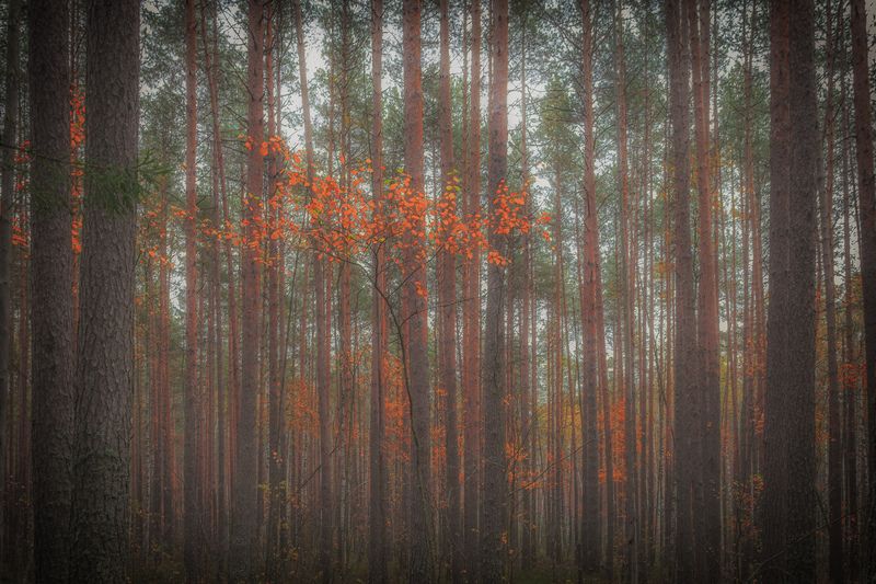 Осенний день в сосновом лесуphoto preview