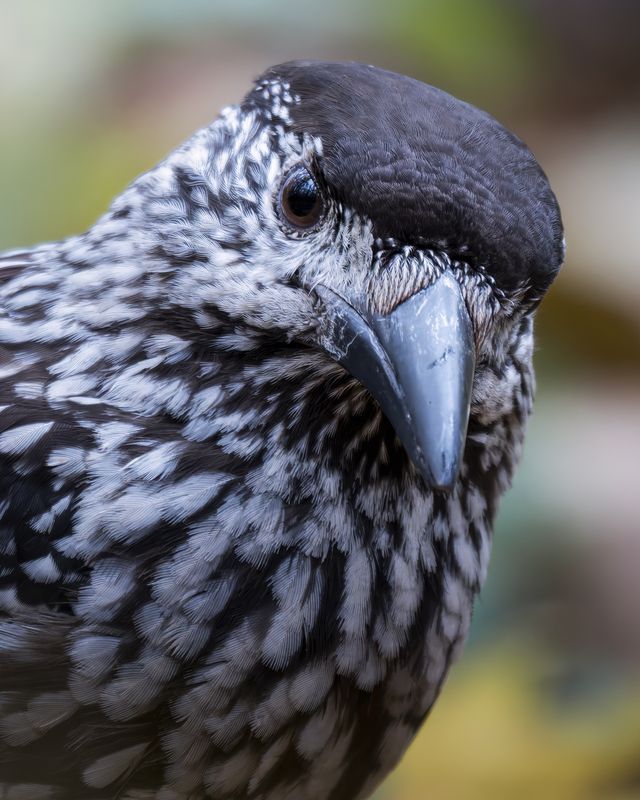 Кедровка (Nucifraga caryocatactes) photo preview