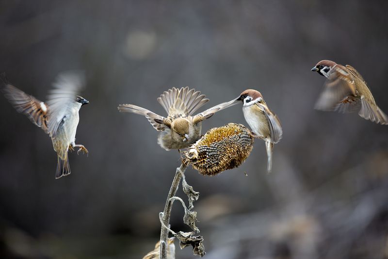 природа Моёphoto preview