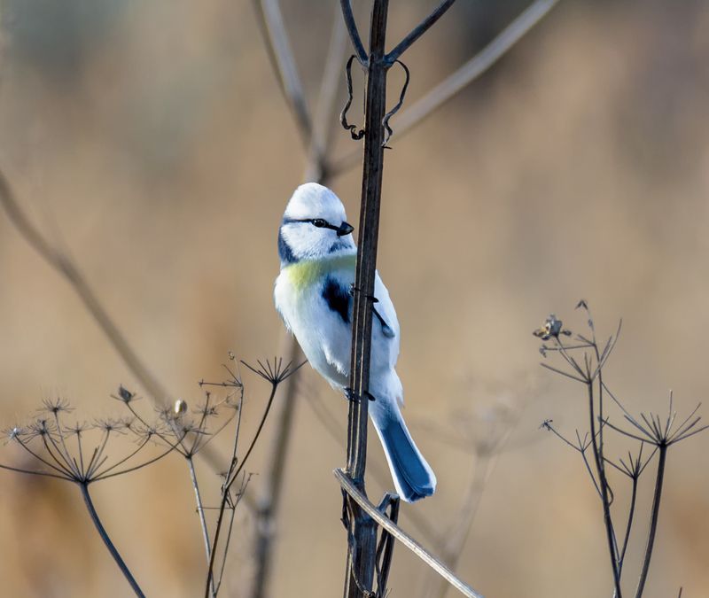 птица, князёк, белаялазоревка, гибрид, Гибрид князька (уник.) 3 ФОТО.photo preview