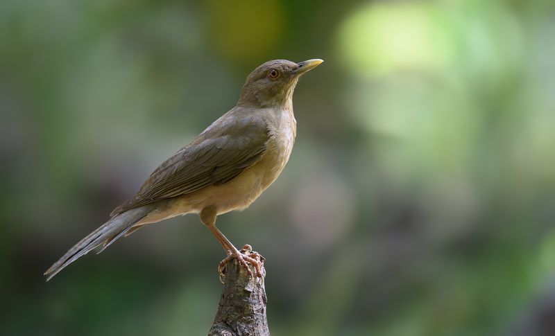 Bronzed cowbirdphoto preview