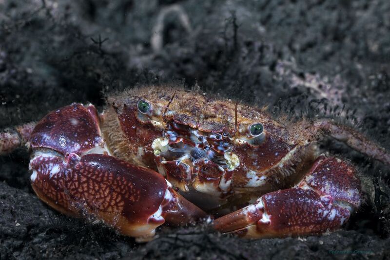 Крабстерphoto preview