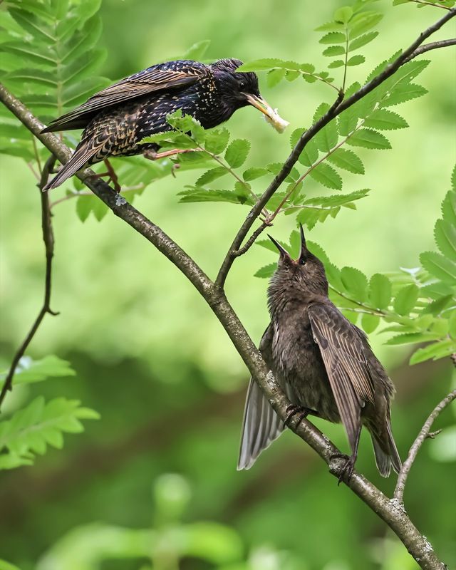 скворец, птенцы, птицы photo preview