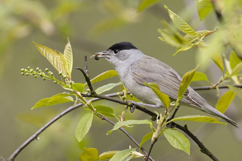 черноголовая славка, славка-черноголовка, черноголовка, птицы, славка Черноголовая славкаphoto preview