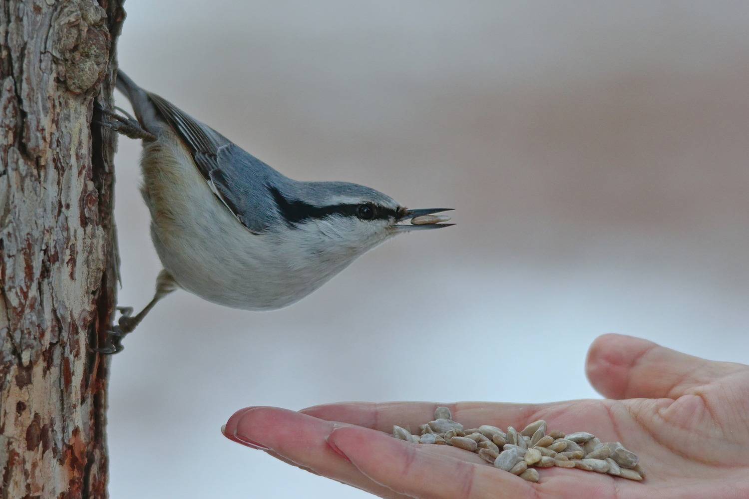 sitta europaea, обыкновенный поползень,, sergey izoya