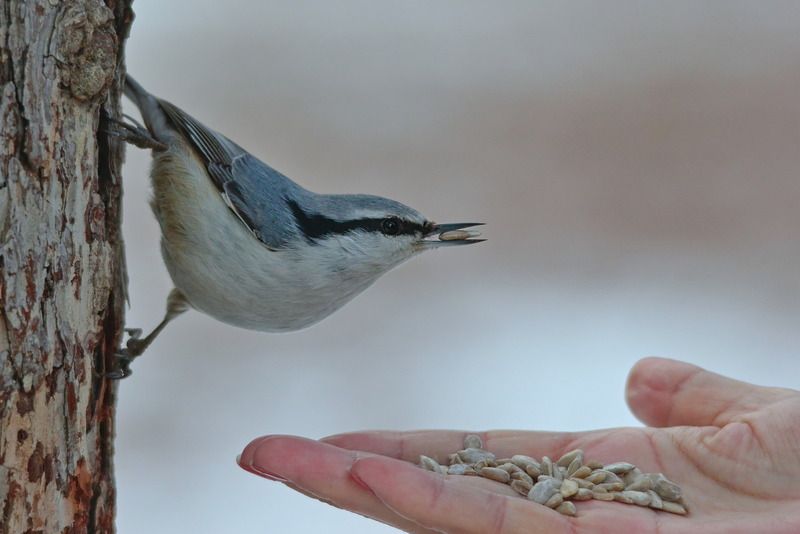 sitta europaea, обыкновенный поползень, Поползень.photo preview