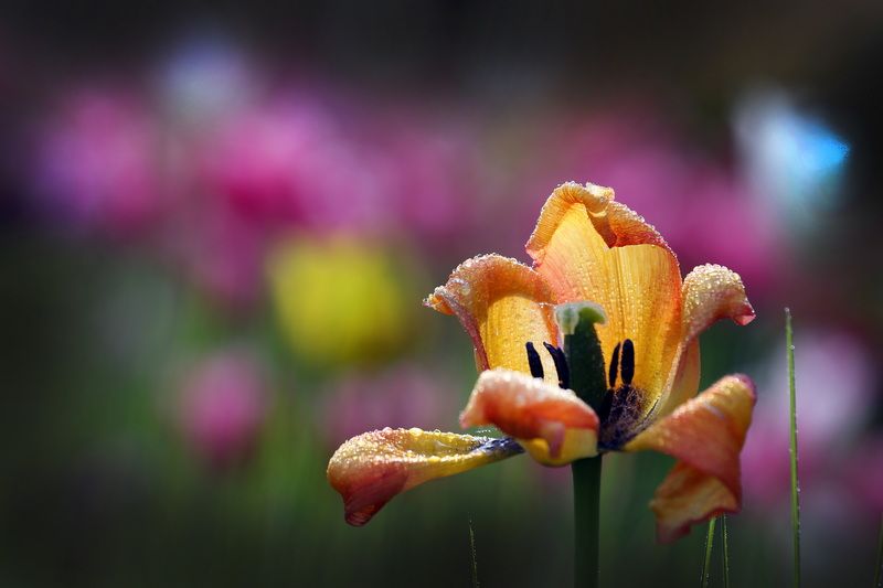 тюльпаныphoto preview