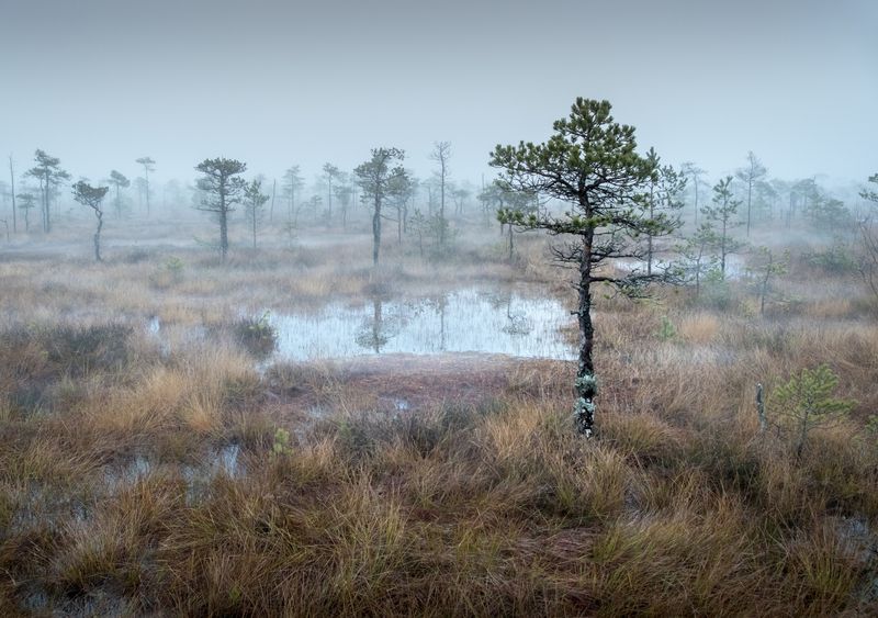 болото, болота, нд, живопись северных болот, ленинградская область, север, ленобласть, ленобласть нд, русский север, туман, туманы, туманы нд Болотная меланхолияphoto preview