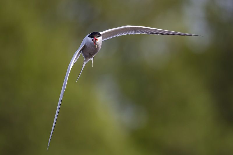 речная крачка, крачка, чайка, птицы Сватовство речной крачкиphoto preview