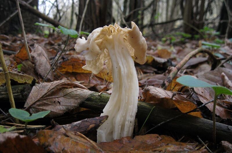 гриб, лопастник курчавый, гельвелла курчавая, helvella crispa photo preview