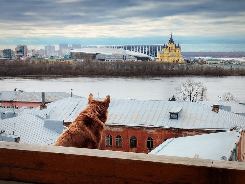 Казус рыжей собаки (Созерцание)photo preview