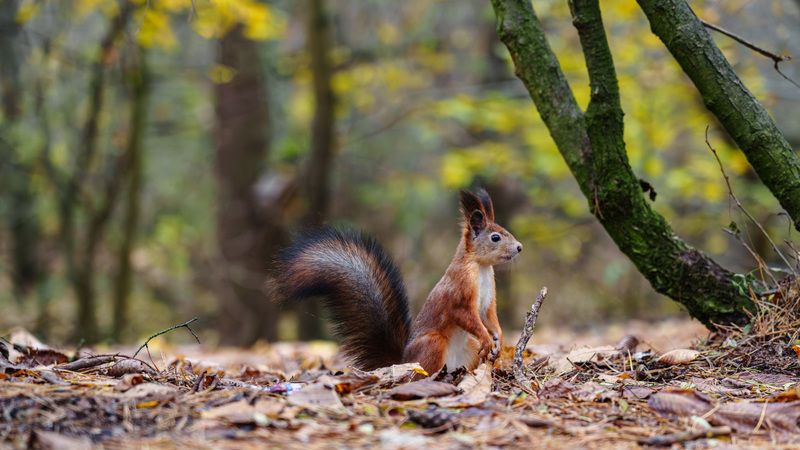 Белкаphoto preview