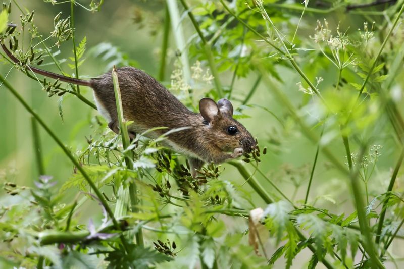 мышь, мышка, купырь Любитель лесного купыряphoto preview