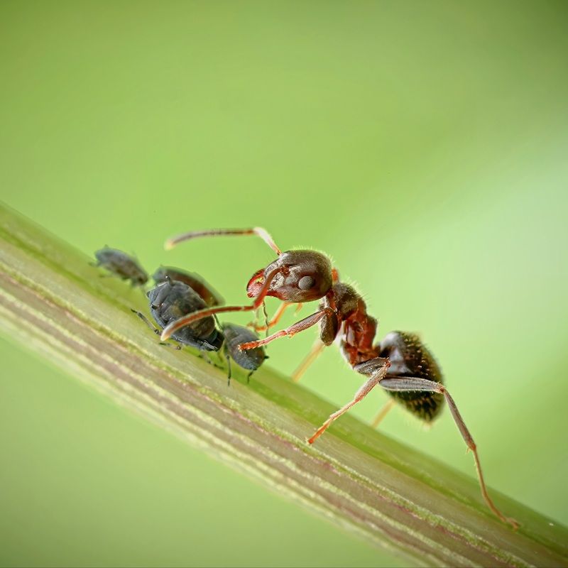 Лето Муравей макро Одинокий пастух!photo preview