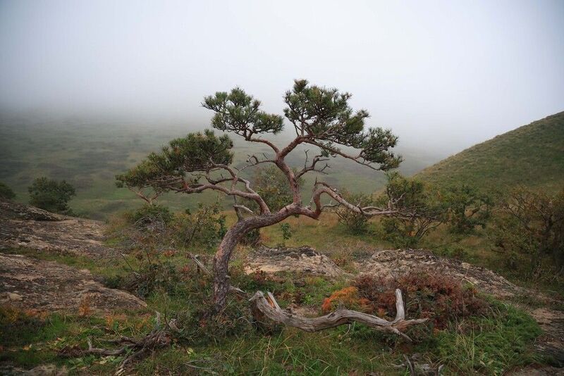 горы,туман,сосна,дерево,осень, ***photo preview