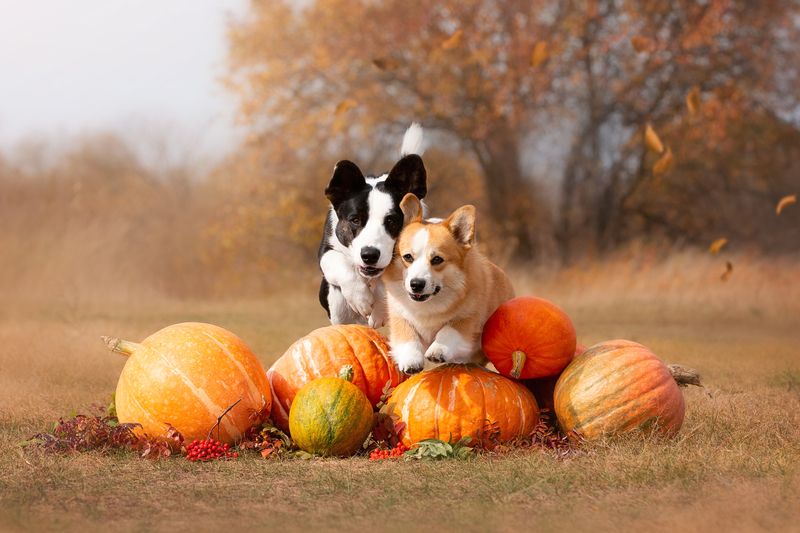 Осенний забегphoto preview