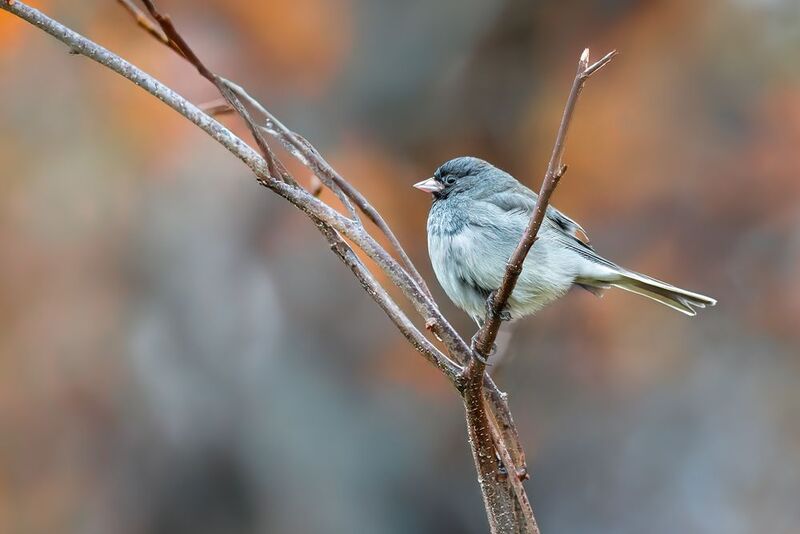 bird, junco, black eyed junco, autumn, fall, nature Autumn perchphoto preview