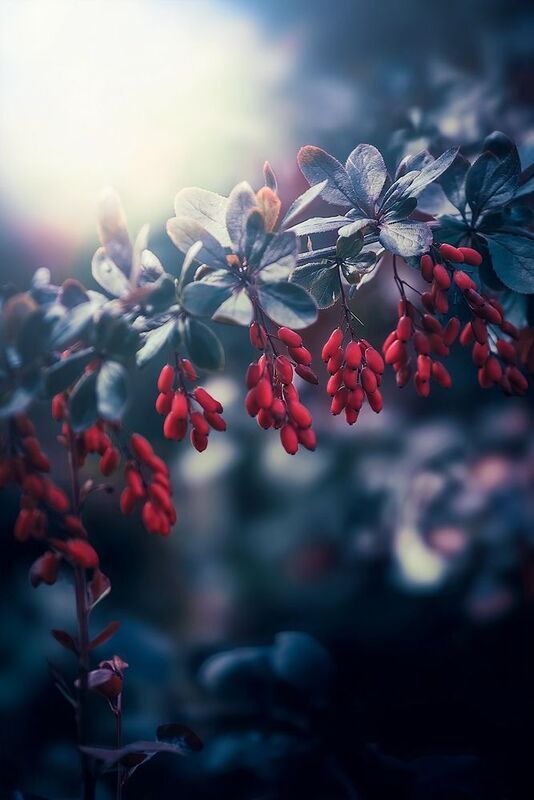 Барбарисphoto preview