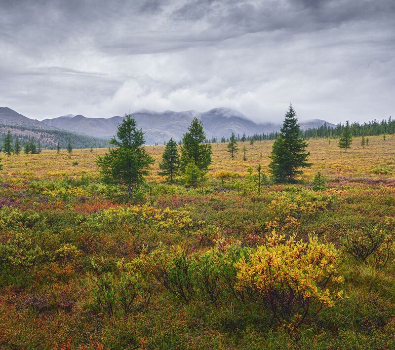 Чукотка 2025 фото превью