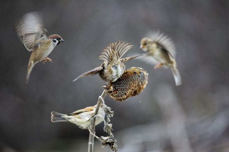 природа Ж...порву,но не отдам своёphoto preview