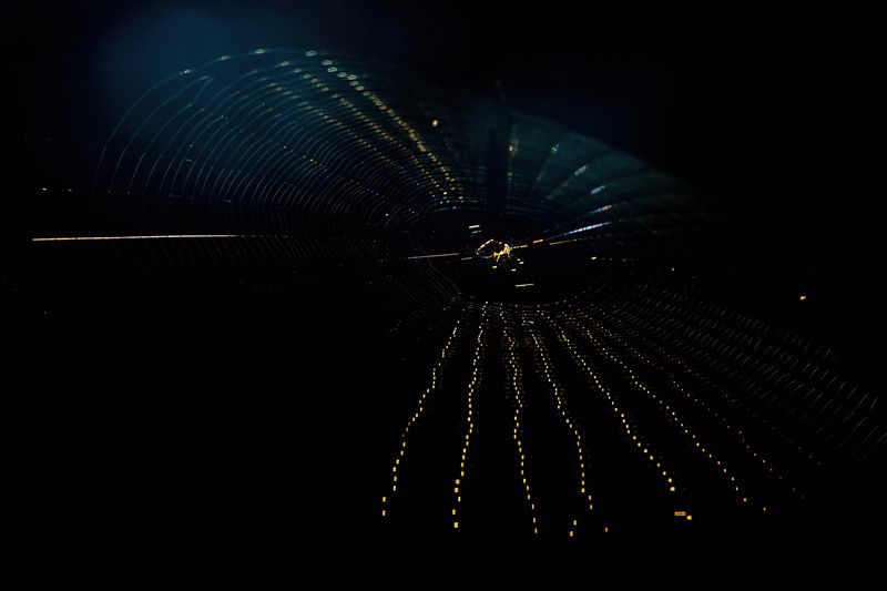 паутина Путеводные нитиphoto preview