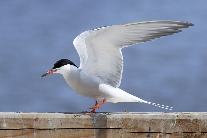 речная крачка, common tern, Sterna hirundo, птица, дикая природа, tern, водоплавающая птица, берег, река, озеро, водоём, birdwatching, wildlife, bird photography, крачка, black cap, natural habitat Бу! Речная крачка / Common Tern / Sterna hirundophoto preview