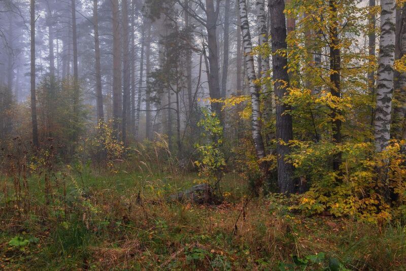 сентябрь утро туман лес серково Признаки осениphoto preview