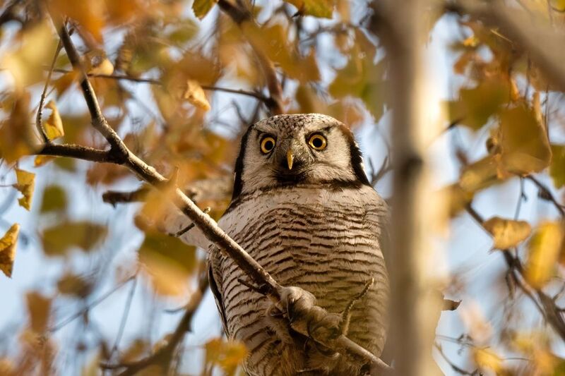 Со взором горящимphoto preview