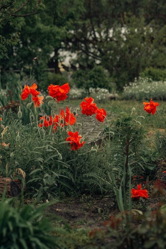 Маки дождь Маки под дождём фото превью