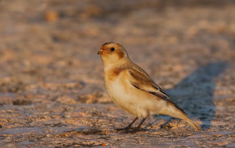 Арктический воробей Пуночка :)photo preview