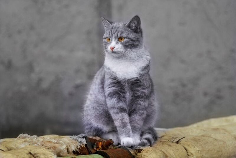 дворовый, кот Посиделкиphoto preview