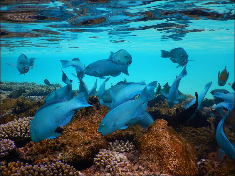 Blue fishesphoto preview