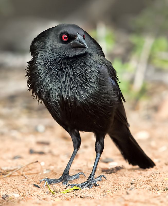 bronzed cowbird, красноглазый коровий трупиал,  трупиал, texas Bronzed Cowbird - Красноглазый коровий трупиалphoto preview