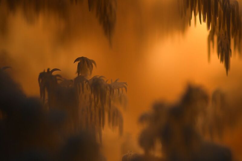 ежовик коралловидный Пещеркаphoto preview