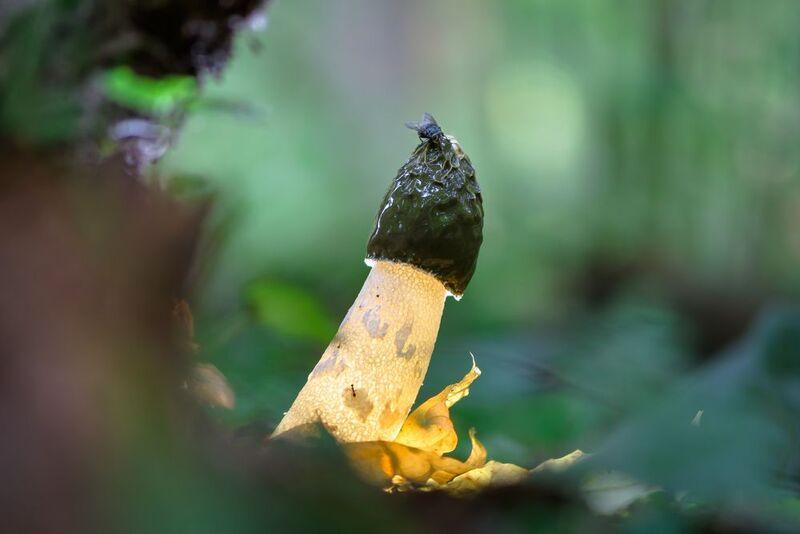 весёлка обыкновенная Лесное сокровищеphoto preview