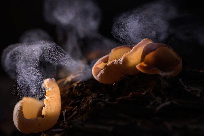 Пыхтениеphoto preview