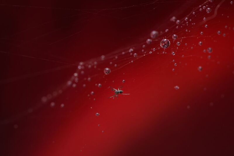 паук, красный Мелкий страхphoto preview