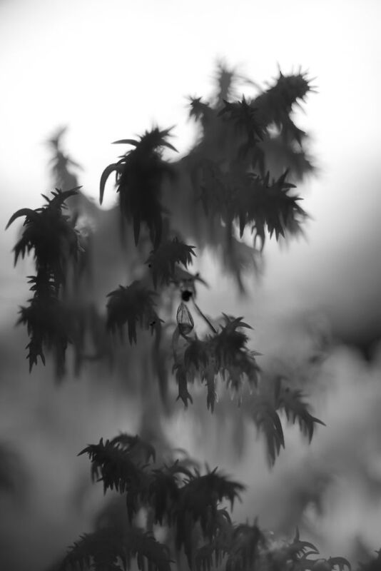 ежовик коралловидный Жуткий лесphoto preview